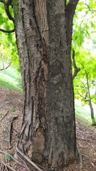 Anadenanthera colubrina