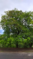 Anadenanthera colubrina