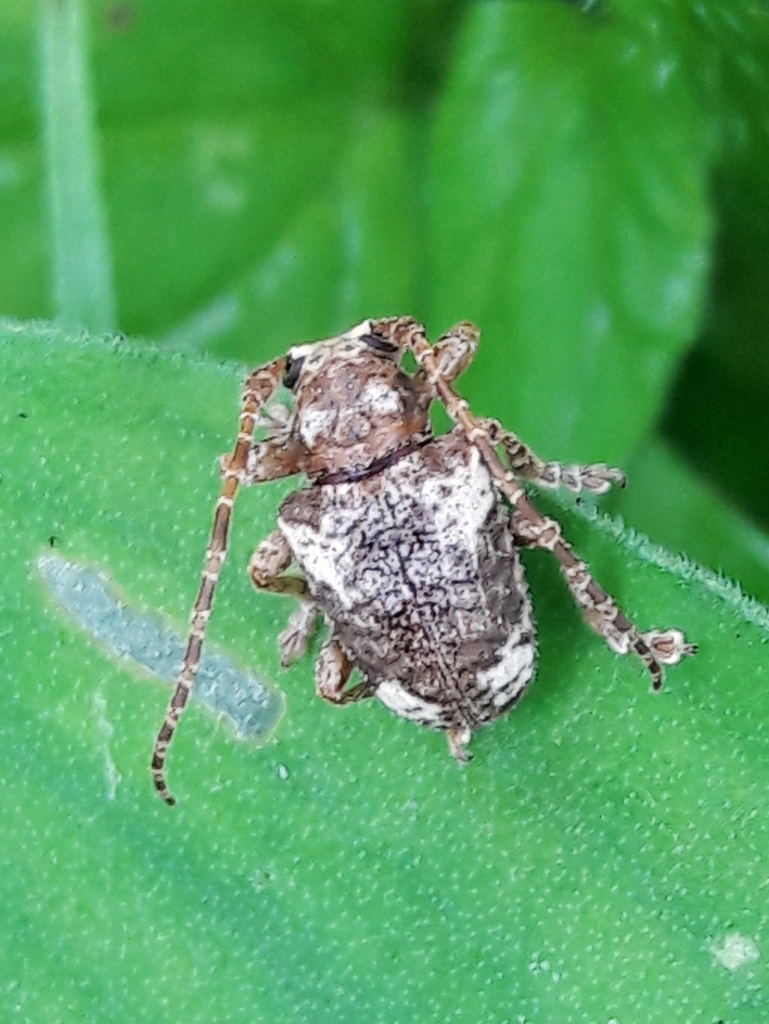 Aerenea quadriplagiata