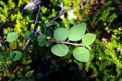 Cotoneaster cinnabarinus