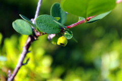 Cotoneaster cinnabarinus