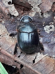 Dendropaemon convexus