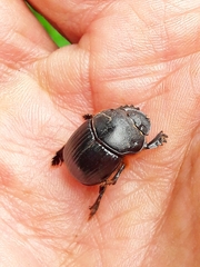 Dendropaemon convexus