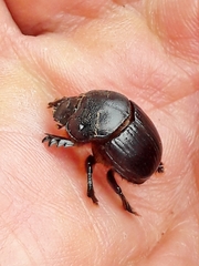 Dendropaemon convexus