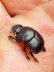 Dendropaemon convexus