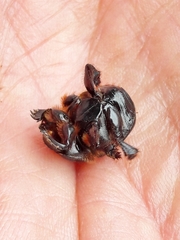 Dendropaemon convexus