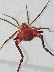 Krateromaspis