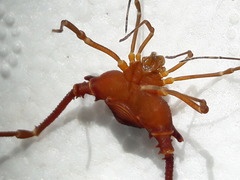 Krateromaspis