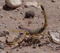 Leiurus hebraeus