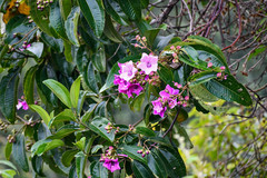 Andesanthus