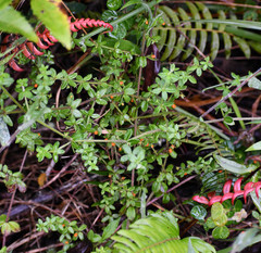 Galium hypocarpium