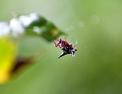 Micrathena raimondi