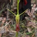 Large Tongue Orchid - Photo (c) Cynthia Chan, some rights reserved (CC BY-NC), uploaded by Cynthia Chan