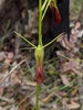 Large Tongue Orchid - Photo (c) Cynthia Chan, some rights reserved (CC BY-NC), uploaded by Cynthia Chan
