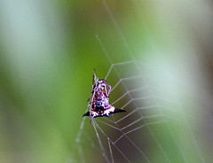 Micrathena raimondi