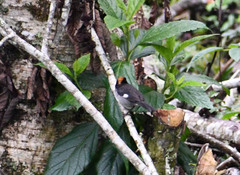 Atlapetes leucopterus