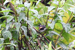 Atlapetes leucopterus