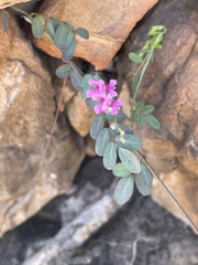 Indigofera vicioides