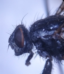 Sarcophaga variegata