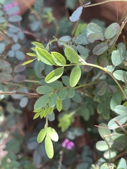 Indigofera vicioides