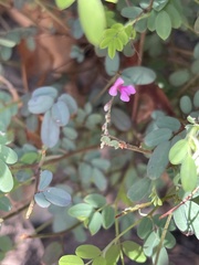 Indigofera vicioides