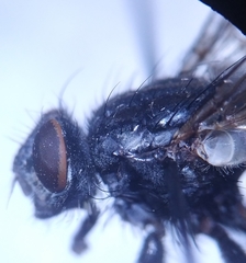 Sarcophaga variegata