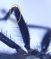 Sarcophaga variegata