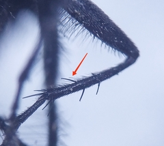 Sarcophaga variegata