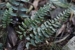 Polystichum balansae