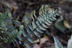 Polystichum balansae