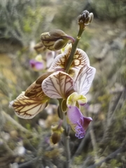 Polygala ephedroides
