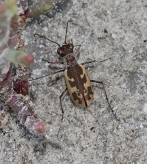 Cephalota chiloleuca