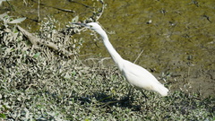 Egretta garzetta nigripes