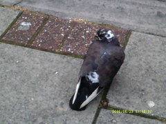 Columba livia domestica