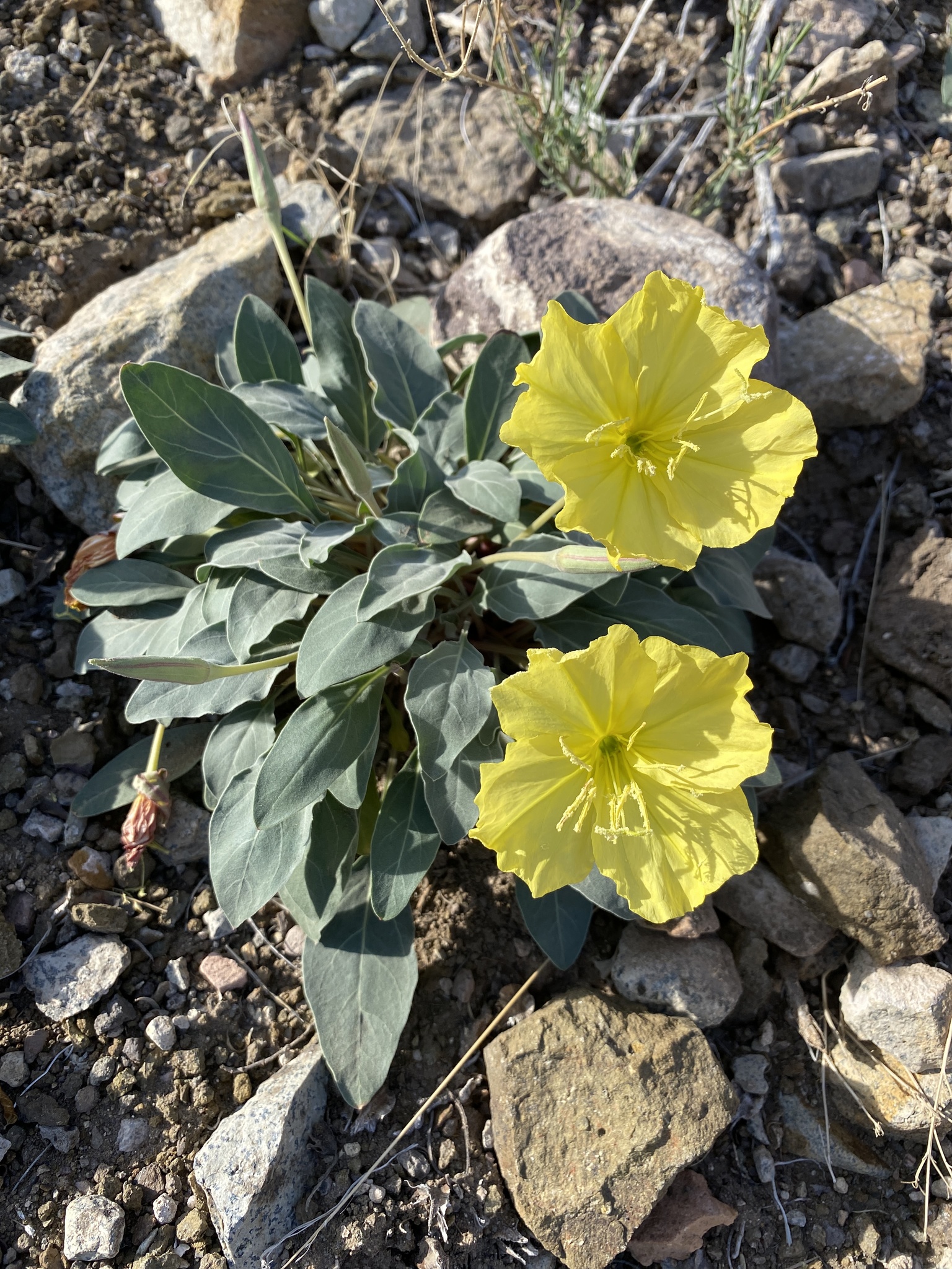 Oenothera brachycarpa