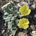 Shortfruit Evening Primrose - Photo (c) debm, some rights reserved (CC BY-NC), uploaded by debm