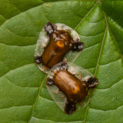 Syngambria