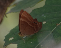 Abisara