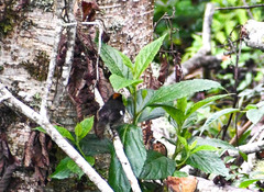 Atlapetes leucopterus