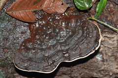 Sanguinoderma