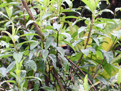 Atlapetes leucopterus