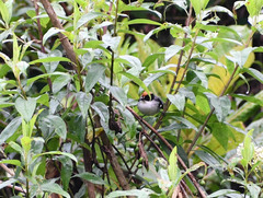 Atlapetes leucopterus