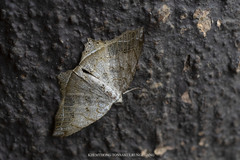 Oxymacaria temeraria