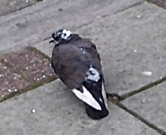 Columba livia domestica
