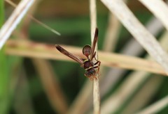 Polistes stigma