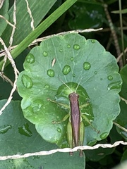 Pseudoxya