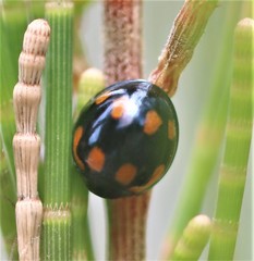 Orcus nummularis