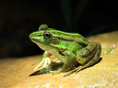 Pelophylax fukienensis