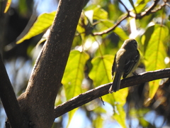 Phyllomyias fasciatus