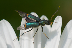 Clanoptilus geniculatus